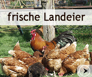 Hof Körner : frische Landeier aus Bodenhaltung von glücklichen Hühnern, nur solange der Vorrat reicht