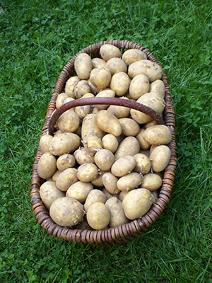 Hof Körner: Kartoffeln der Sorten Belana, Solara und Laura ganzfährig direkt vom Hof